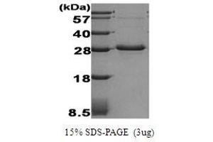 Figure annotation denotes ug of protein loaded and % gel used. (ADIPOQ Protein)