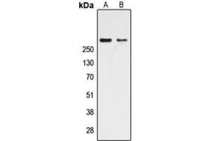 Western blot analysis of CBP expression in HeLa (A), NIH3T3 (B) whole cell lysates. (CBP antibody  (Center))