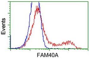 Image no. 5 for anti-Striatin Interacting Protein 1 (STRIP1) antibody (ABIN1498204)