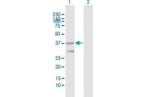 DARC antibody  (AA 1-336)