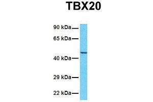Host:  Rabbit  Target Name:  TBX20  Sample Tissue:  Human HepG2  Antibody Dilution:  1.