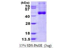 Image no. 1 for Interleukin 12 beta (IL12B) (AA 23-328) protein (His tag) (ABIN1098598) (IL12B Protein (AA 23-328) (His tag))