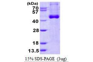 Image no. 1 for Interleukin 12 beta (IL12B) protein (His tag) (ABIN1098598)