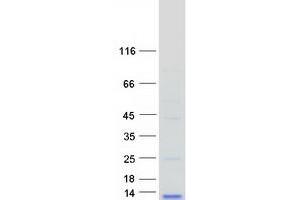 Validation with Western Blot (CCL3L1 Protein (Myc-DYKDDDDK Tag))