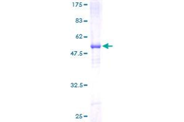 SCN2B Protein (AA 1-215) (GST tag)