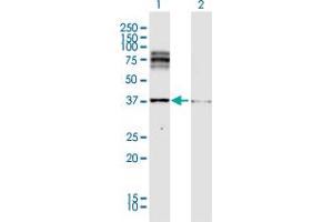 Western Blot analysis of DCT expression in transfected 293T cell line by DCT MaxPab polyclonal antibody. (DCT antibody  (AA 1-519))