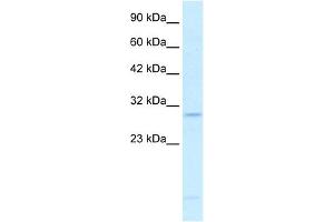 RALY antibody used at 0. (Raly antibody  (N-Term))