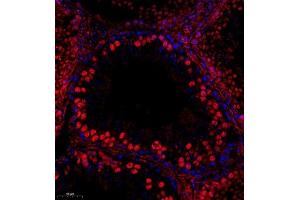 Immunofluorescent analysis of paraffin embedded mouse testis using RPL10L (ABIN7075429) at dilution of 1: 650 (RPL10L antibody)