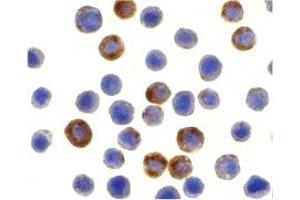 Immunohistochemistry (IHC) image for anti-Baculoviral IAP Repeat-Containing 8 (BIRC8) (N-Term) antibody (ABIN1031417) (ILP-2 antibody  (N-Term))