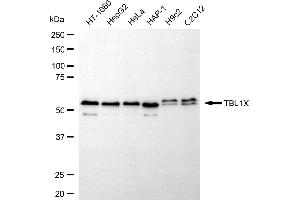 Western blotting analysis using TBL1X antibody (ABIN7800599).
