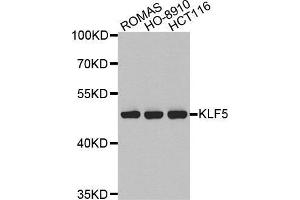 Western blot analysis of extracts of various cell lines, using KLF5 antibody. (KLF5 antibody  (AA 1-250))