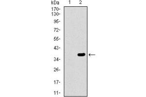 Western Blotting (WB) image for anti-ATP-Binding Cassette, Sub-Family G (WHITE), Member 5 (ABCG5) (AA 306-367) antibody (ABIN1845665) (ABCG5 antibody  (AA 306-367))