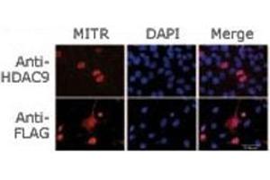 Immunofluorescence (IF) image for anti-Histone Deacetylase 9 (HDAC9) (AA 2-32) antibody (ABIN3031237)