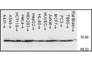 Western blot analysis of Hsp70 using capture antibody. (HSP70 ELISA Kit)