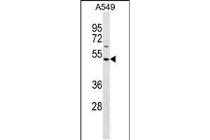 Western blot analysis in A549 cell line lysates (35ug/lane). (NYS48/HAUS8 antibody  (N-Term))
