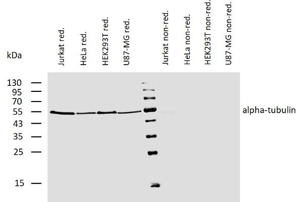 alpha Tubulin antibody  (Biotin)