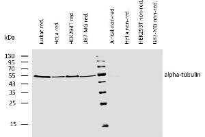 Western blotting analysis of human alpha-tubulin using mouse monoclonal antibody TU-01 on lysates of various cell lines under reducing and non-reducing conditions. (alpha Tubulin antibody  (Biotin))