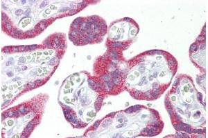 Anti-MSI2 antibody IHC staining of human placenta. (MSI2 antibody  (N-Term))