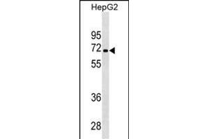 PDK3 Antibody ABIN1539888 western blot analysis in HepG2 cell line lysates (35 μg/lane). (PDK3 antibody)