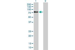 Western Blot analysis of APPL2 expression in transfected 293T cell line by APPL2 MaxPab polyclonal antibody. (APPL2 antibody  (AA 1-664))