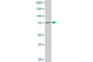 ABCB9 antibody  (AA 482-580)