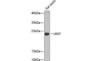 Western blot analysis of extracts of rat testis, using Lrat antibody (ABIN6132019, ABIN6143313, ABIN6143316 and ABIN6222345) at 1:1000 dilution. (LRAT antibody  (AA 1-194))
