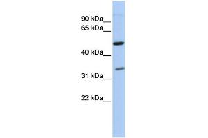 WB Suggested Anti-PQBP1 Antibody Titration:  0. (PQBP1 antibody  (Middle Region))