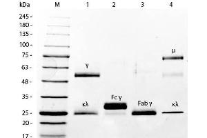 SDS-PAGE of Mouse IgG F(ab')2 Fragment Fluorescein Conjugated . (Mouse IgG isotype control (FITC))
