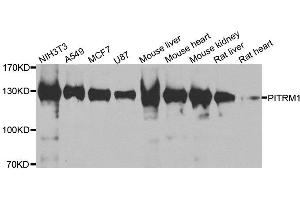 Western blot analysis of extracts of various cell lines, using PITRM1 antibody. (PITRM1 antibody)
