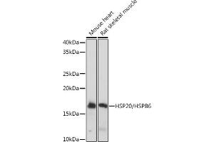 Western blot analysis of extracts of various cell lines, using HSP20/HSPB6 Rabbit mAb (ABIN7267592) at 1:1000 dilution. (HSPB6 antibody)