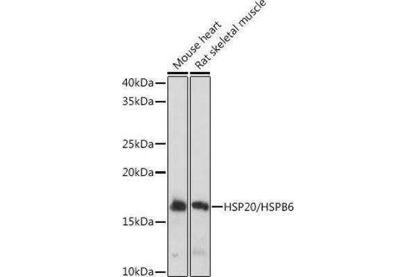 HSPB6 anticorps