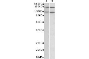 ARHGEF18 antibody  (C-Term)