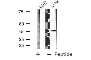 Western blot analysis of extracts from K562 cells, using BAG4 antibody.