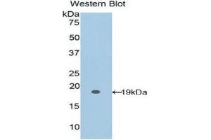 Western Blotting (WB) image for anti-Fibrillin 1 (FBN1) (AA 1475-1638) antibody (ABIN1858828) (Fibrillin 1 antibody  (AA 1475-1638))