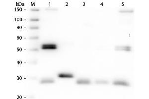 Western Blot of Anti-Rat IgG (H&L) (SHEEP) Antibody . (Sheep anti-Rat IgG (Heavy & Light Chain) Antibody (Biotin) - Preadsorbed)