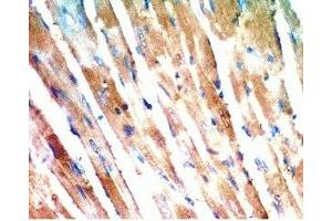 Rat heart tissue was stained by anti-AdipoR2 (374-386) (Human) Antiserum (Adiponectin Receptor 2 antibody  (AA 374-386))