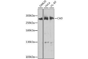 Western blot analysis of extracts of various cell lines, using CAD antibody. (CAD antibody  (AA 1650-1900))