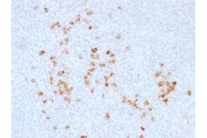 Formalin-fixed, paraffin-embedded human Tonsil stained with Anti-human IgG Rabbit Polyclonal Antibody. (IGHG antibody)