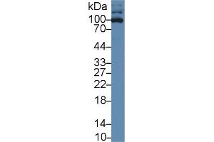 Western Blot; Sample: Human HL60 cell lysate; Primary Ab: 1µg/ml Rabbit Anti-Human ICAM3 Antibody Second Ab: 0. (ICAM-3/CD50 antibody  (AA 46-197))