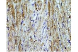Mouse heart tissue was stained by Angiotensin II (1-7) Antiserum at 1:100 (AGT antibody  (AA 1-7))