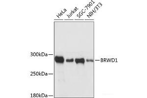 Western blot analysis of extracts of various cell lines using BRWD1 Polyclonal Antibody at dilution of 1:3000.