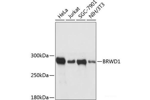 BRWD1 anticorps