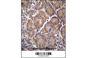 MMRN2 Antibody immunohistochemistry analysis in formalin fixed and paraffin embedded human stomach tissue followed by peroxidase conjugation of the secondary antibody and DAB staining. (MMRN2 antibody  (C-Term))