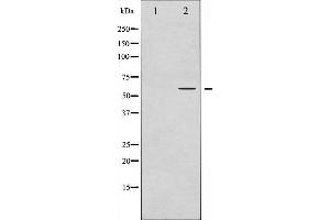 Western blot analysis of IRF-3 phosphorylation expression in Insulin treated HT29 whole cell lysates,The lane on the left is treated with the antigen-specific peptide. (IRF3 antibody  (pSer386))