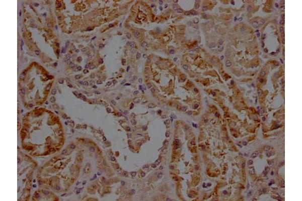 RHBDF2 antibody  (AA 1-200)