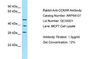 Western Blotting (WB) image for anti-Cholecystokinin A Receptor (CCKAR) (N-Term) antibody (ABIN970307) (CCKAR antibody  (N-Term))