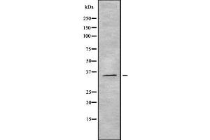OR5M3 antibody