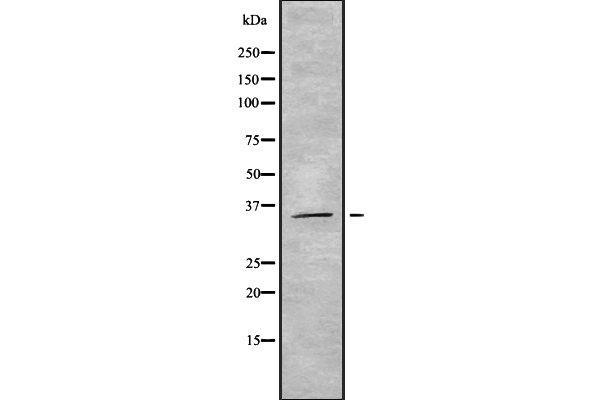 OR5M3 antibody