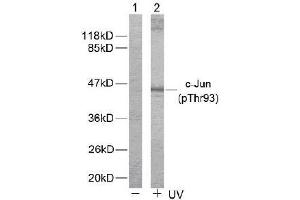 Image no. 2 for anti-Jun Proto-Oncogene (JUN) (pThr93) antibody (ABIN196649) (C-JUN antibody  (pThr93))
