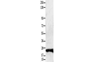 Western Blotting (WB) image for anti-Claudin 1 (CLDN1) antibody (ABIN2431412) (Claudin 1 antibody)
